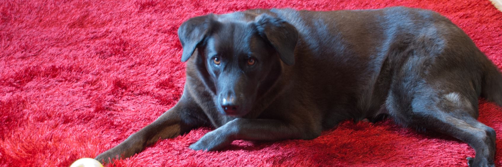 Picture of Ruby
