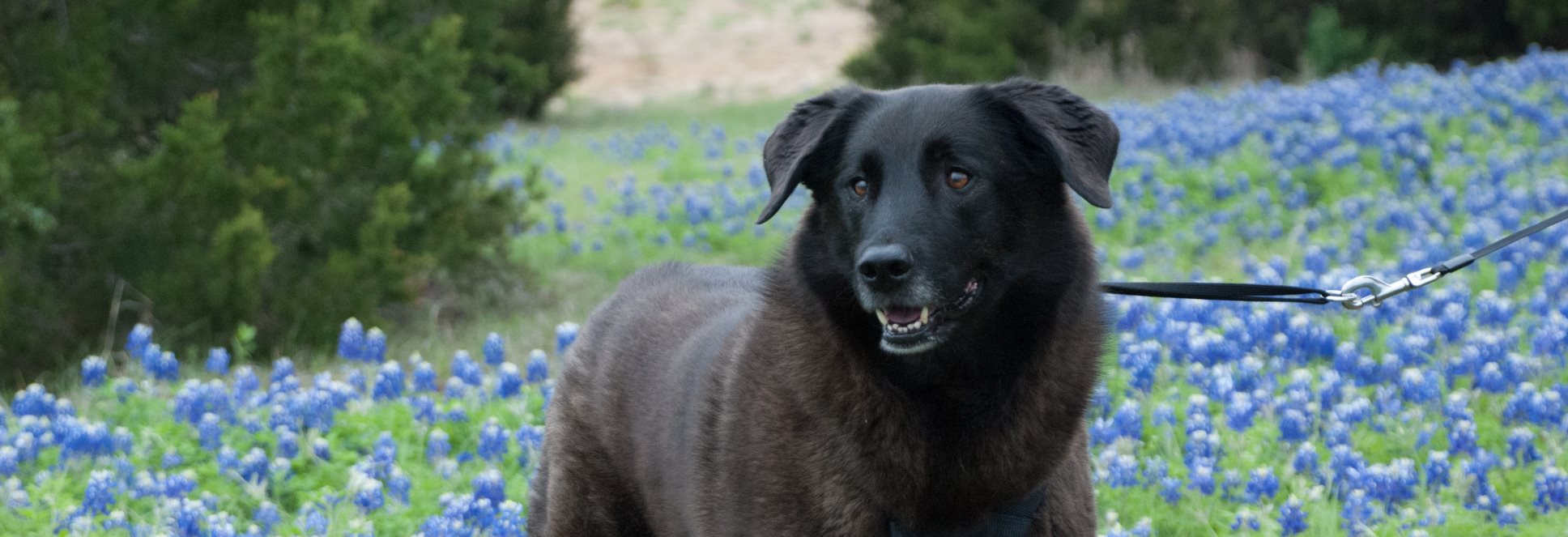 Picture of Ruby