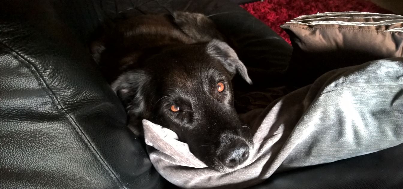 Picture of Ruby